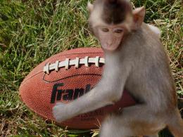 Monkey Playing Football